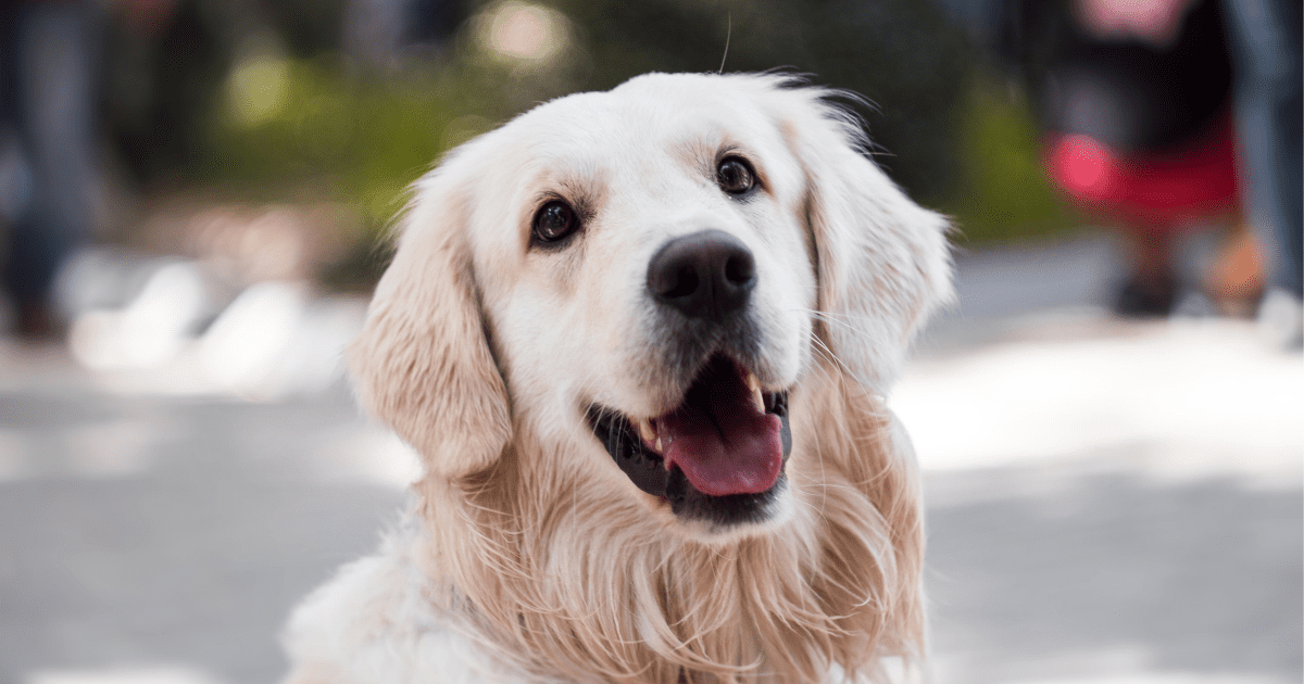 Making a Difference in San Antonio: God’s Dogs Rescue