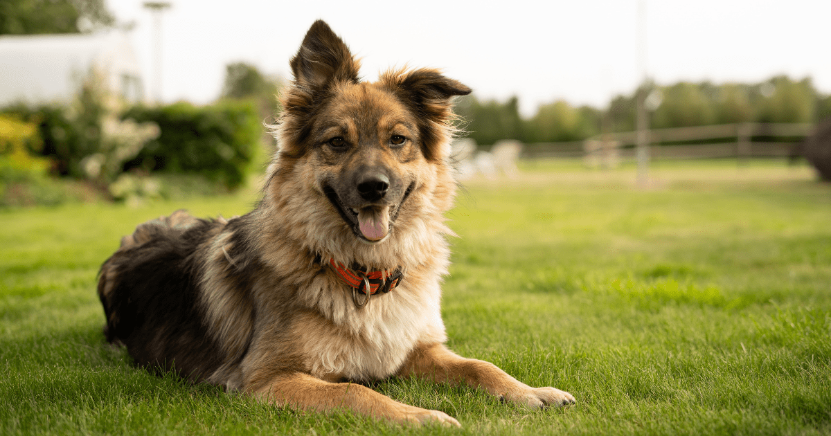 Making a Difference in San Antonio: San Antonio Pets Alive!