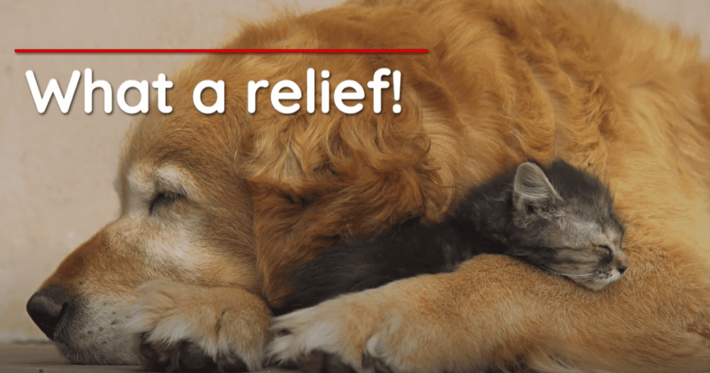 Beyer Plumbing Unveils New Commercial Featuring Furry Actors