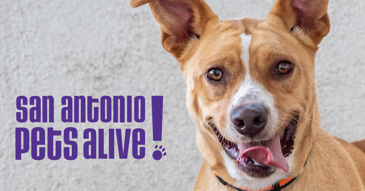 Thomas J. Henry and The PM Group Sponsor Paws for Celebration