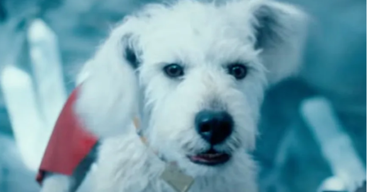 ‘Superman’ Leads to More Than a 500% Surge in Dog Adoption Interest, Thanks to Krypto!